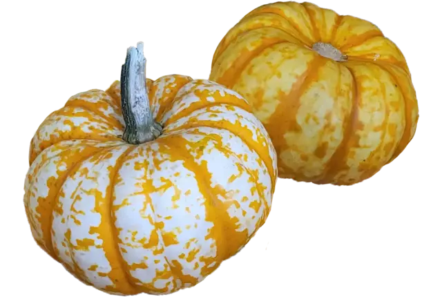 Pompoen acorn (eikelpompoen) stuk